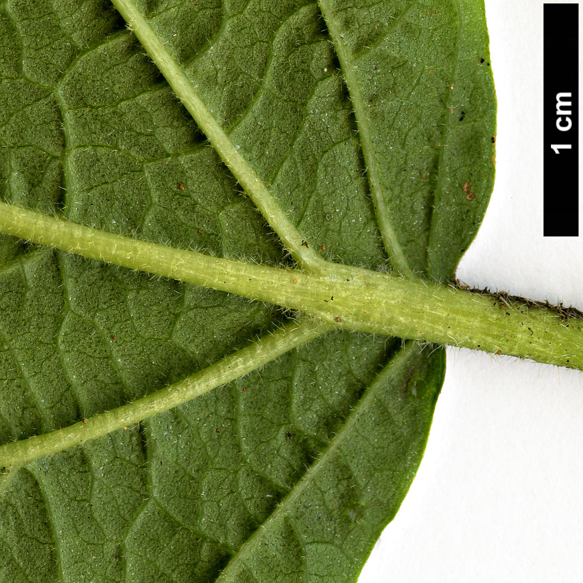 High resolution image: Family: Adoxaceae - Genus: Viburnum - Taxon: dilatatum - SpeciesSub: f. pilosum